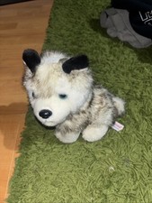 Aurora husky dog for sale  SUTTON-IN-ASHFIELD