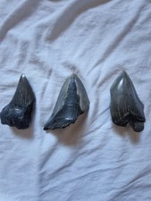 Partial megalodon shark for sale  BUCKINGHAM