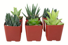 Haworthia collection assortmen for sale  Sparks