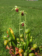 Cobra lilly seeds for sale  GLOUCESTER