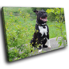 A146 black pitbull for sale  STRABANE