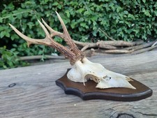 Roe deer buck for sale  HULL