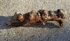 Oak wood burl for sale  Pell Lake
