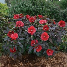 Bush hibiscus midnight for sale  Oak Creek