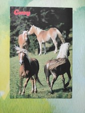 Pferdepostkarte haflinger pfer gebraucht kaufen  Borna