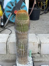 Uebelmannia pectinifera ssp usato  Spedire a Italy