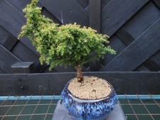 Bonsai cryptomeria japanese for sale  CANNOCK