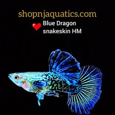 Blue dragon adults for sale  Santa Clara