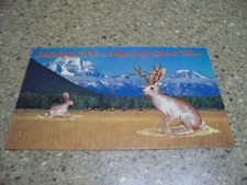 1960s jackalope grand for sale  Punta Gorda