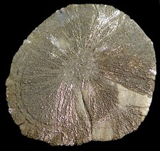 pyrite sun for sale pyrite sun for sale Winnemucca