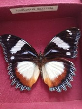 Papillon madagascar naturalis� d'occasion  Villejuif