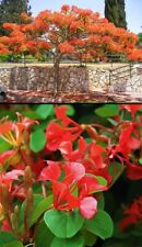 Orchidea rossa bauhinia usato  Italia