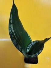 Sanseveria whitney dark for sale  Staten Island