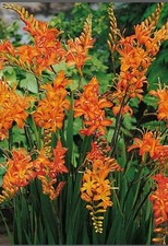 Montbretia crocosmia iris for sale  Hayden