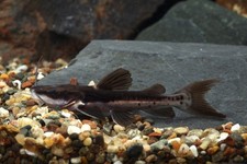 Redtail tiger shovelnose for sale  Haslet