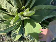 7000 mullein seed for sale  Big Bear City