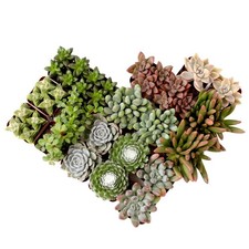 20pk live succulent for sale  Hollywood
