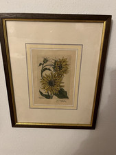 Aquarell radierung sonnenblume gebraucht kaufen  Wörth