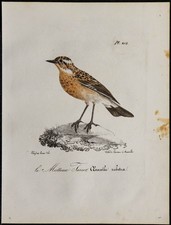 1830 tarier prés d'occasion 1830 tarier prés d'occasion  France