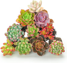 Assorted succulents root for sale  Los Angeles