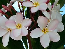 Rare plumeria. one for sale  San Diego