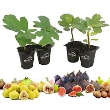 Fig tree live for sale  USA