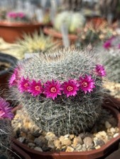 Mammillaria hahniana old for sale  CHERTSEY