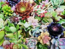 Assorted succulent cuttings for sale  San Francisco