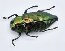 Buprestidae haplotrinchus inae gebraucht kaufen  Wadern