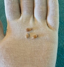Tiny toothed cowrie for sale  La Mesa