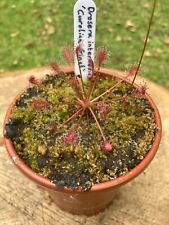 Drosera intermedia carolina for sale  BASINGSTOKE