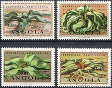 Angola. flora. welwitschia for sale  Shipping to United Kingdom