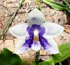 Rare phalaenopsis jennifer for sale  LONDON