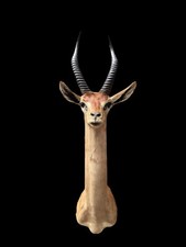 Rare taxidermy beautiful for sale  Signal Mountain