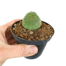 Trichocaulon cactiformis big for sale  Shipping to United Kingdom