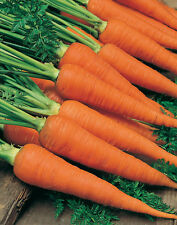 Carrot karotan huge for sale  DORCHESTER
