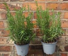 Rosemary edible aromatic for sale  CREWE