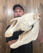 african mounts for sale african mounts for sale Port Matilda
