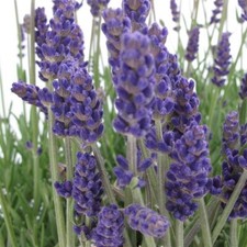 English lavender plant for sale  Gastonia
