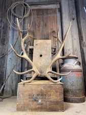 Elk antlers naturally for sale  Dubois