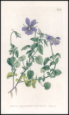 1808 curtis botanica d'occasion  Expédié en Belgium