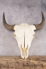 Bison skull sku for sale  Wrightstown