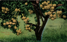 grape fruit trees for sale grape fruit trees for sale Parsippany