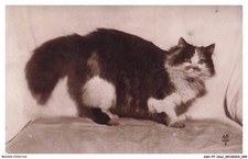Ashp7 0401 chat d'occasion  France