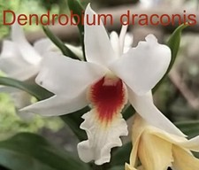 Dendrobium draconis bloom for sale  Bogalusa