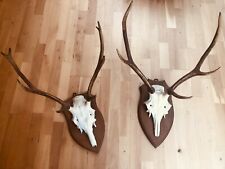 Bois cerf cranes d'occasion  Strasbourg-