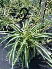Live variegated spider for sale  Homestead