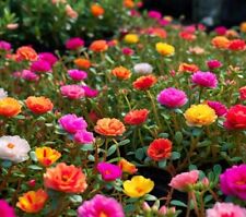 1000 seeds mixed for sale  Indio