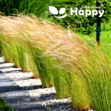 Mexican feather grass for sale  DONCASTER
