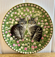 Aynsley meet kittens for sale  CARDIFF